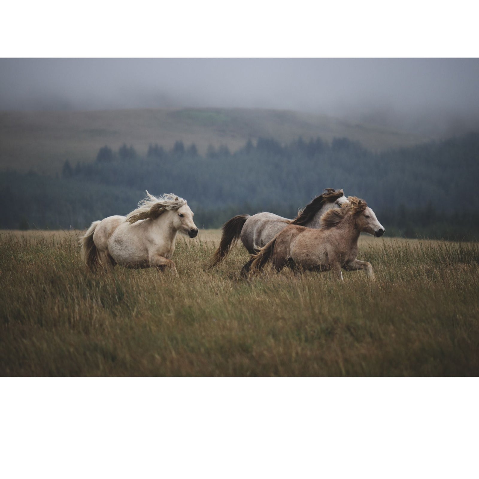 Stable & Yard - The Horse Rug Whisperer