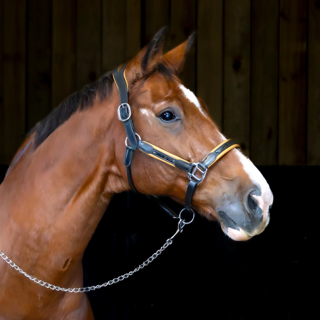 bay horse with black and tan patent leather halter