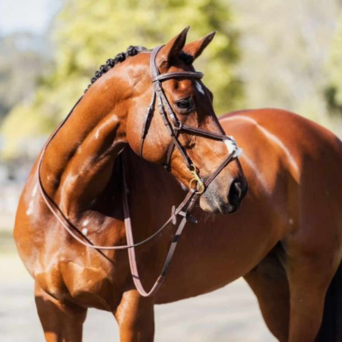 Grackle Bridle